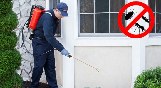 Pazar Sivrisinek İlaçlama böcek ilaçlama ve haşere kontrolü — ilaclama-tr.com